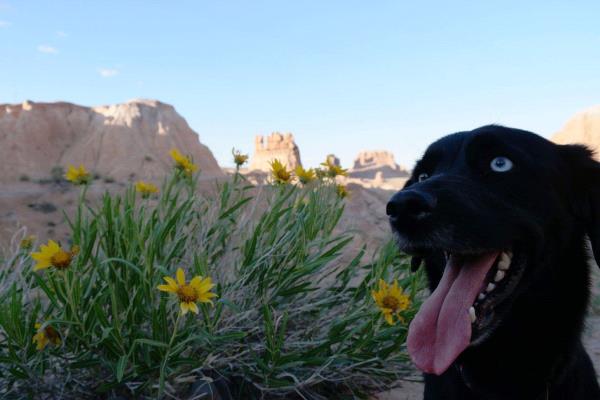 /Images/uploads/Humane Society of Utah/HSU2018/entries/4189thumb.jpg